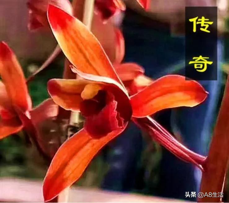 兰花蕙兰绝品传奇,每日一品茶叶