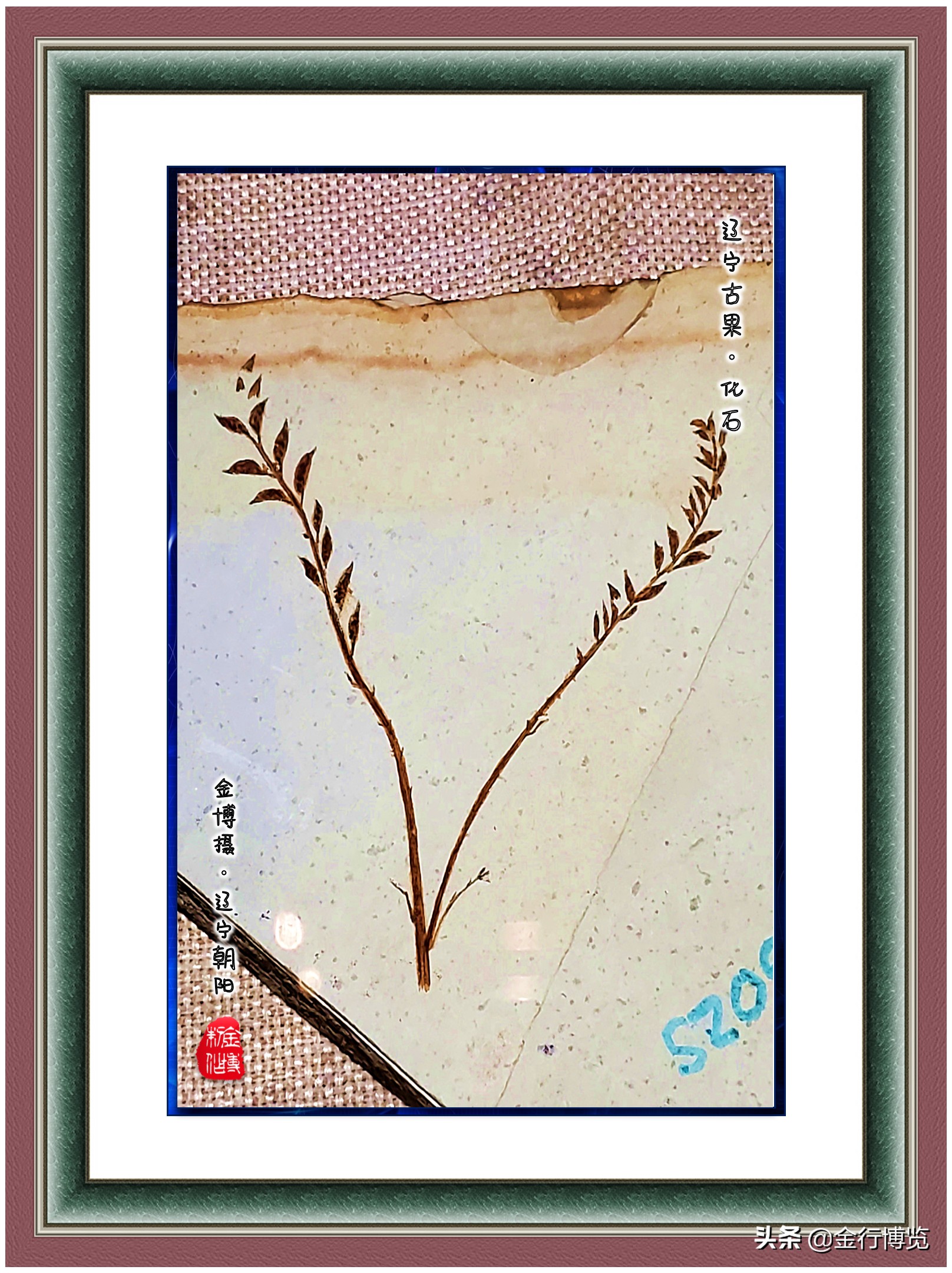 金行博览：辽宁省朝阳市是世界上第一支花绽放的地方-辽宁古果