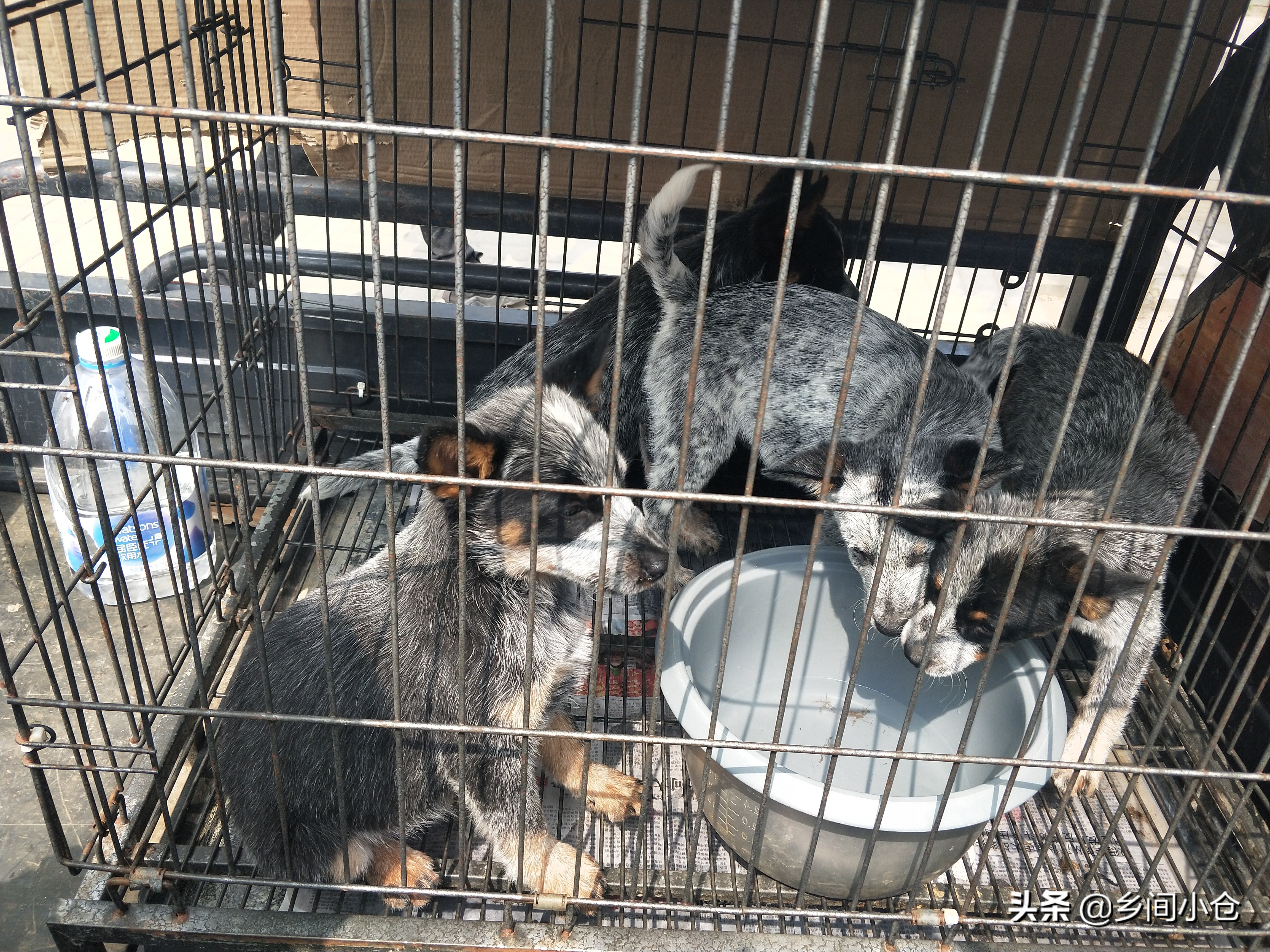 小妹子逛狗市遇到没见过的品种,大型狗市都有什么品种