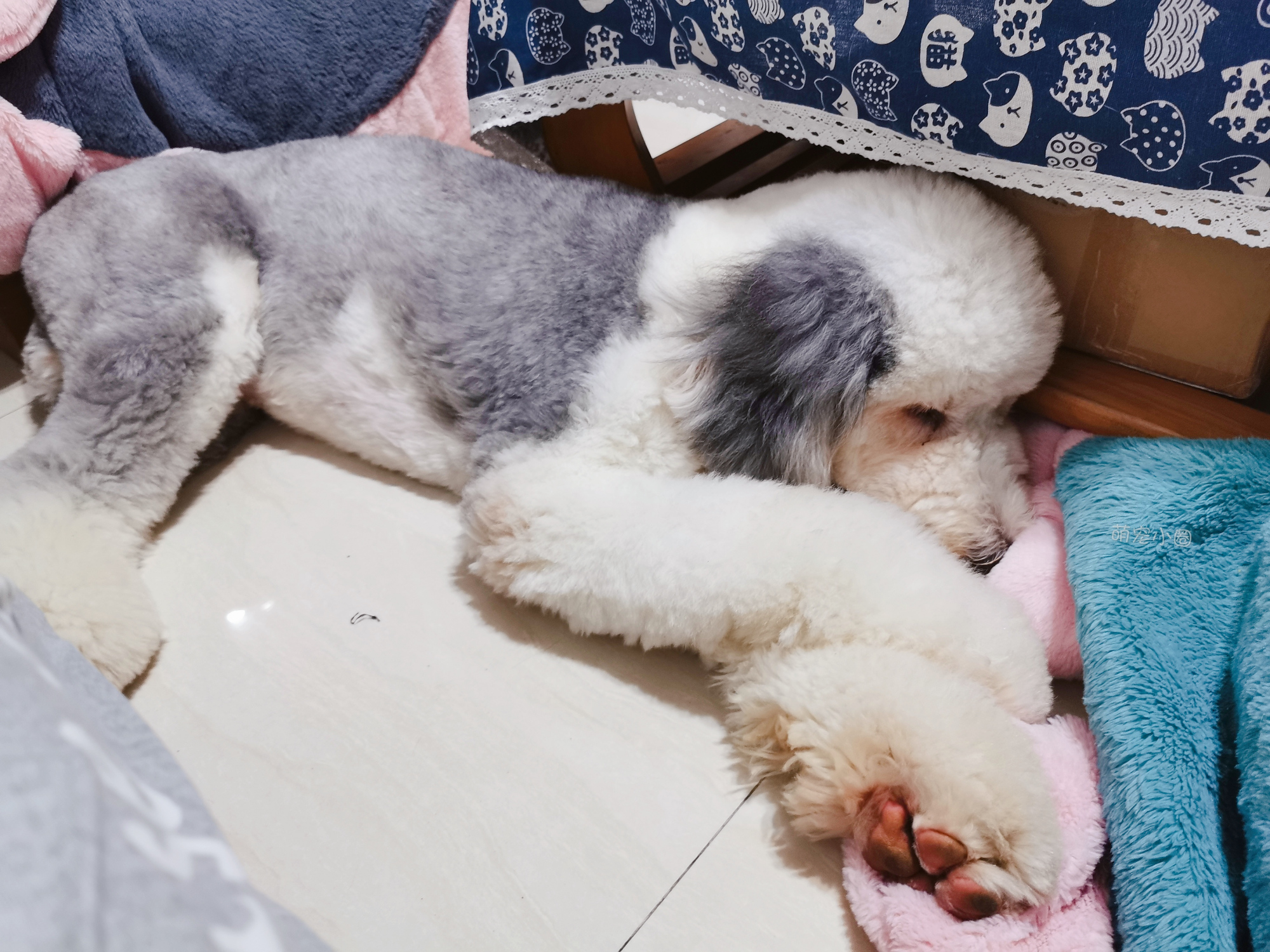 一只狗狗在家里面会无聊吗,狗狗自己在家会不会很无聊