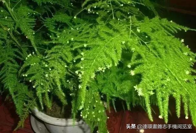 100种常见花卉植物图谱,100种花卉素描图谱