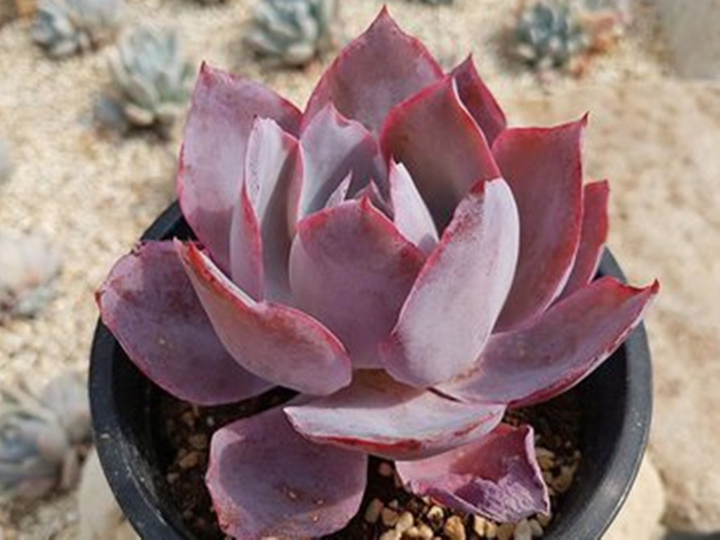 最全多肉图鉴大全,图鉴植物