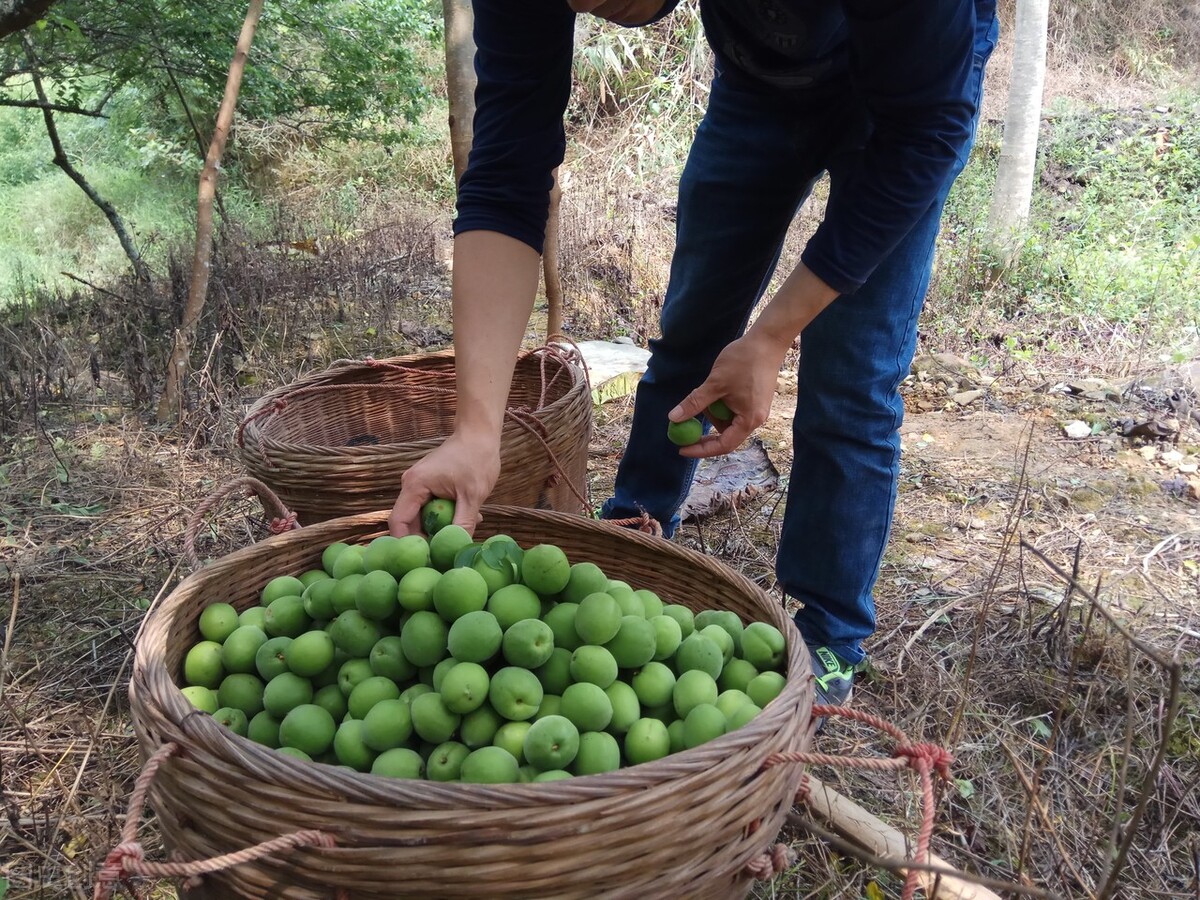 青梅10块钱一斤,青梅现在卖多少钱一斤