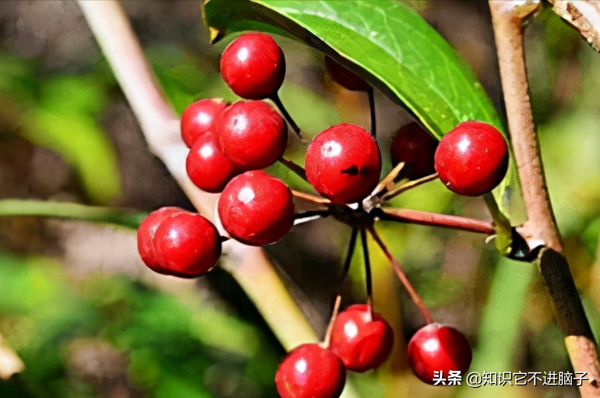 你最喜欢吃哪种水果为什么,你最喜欢吃的是哪个部位