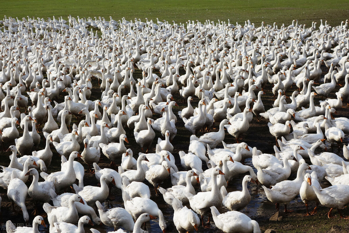六安最新项目投资,六安最新引进的大项目