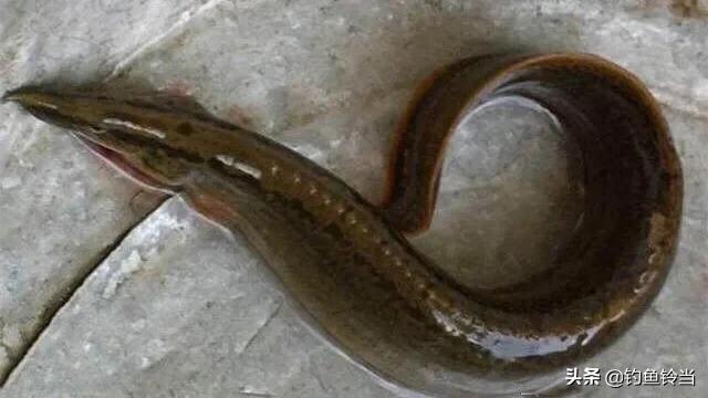 又到了最适合垂钓的季节,又到秋季了如何钓鱼