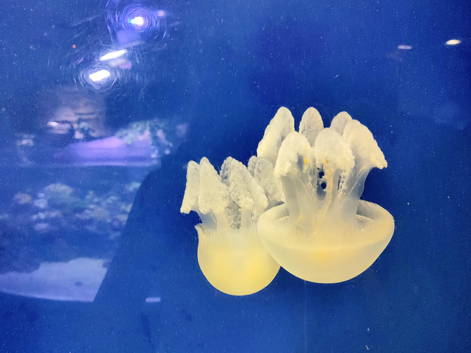 带你看不一样的迪拜,带你感受不一样的迪拜