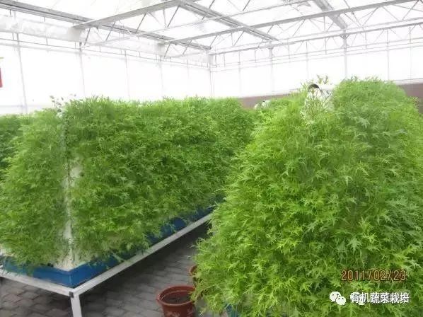 无土栽培技术科普知识大全,无土栽培的优点大家可以了解一下