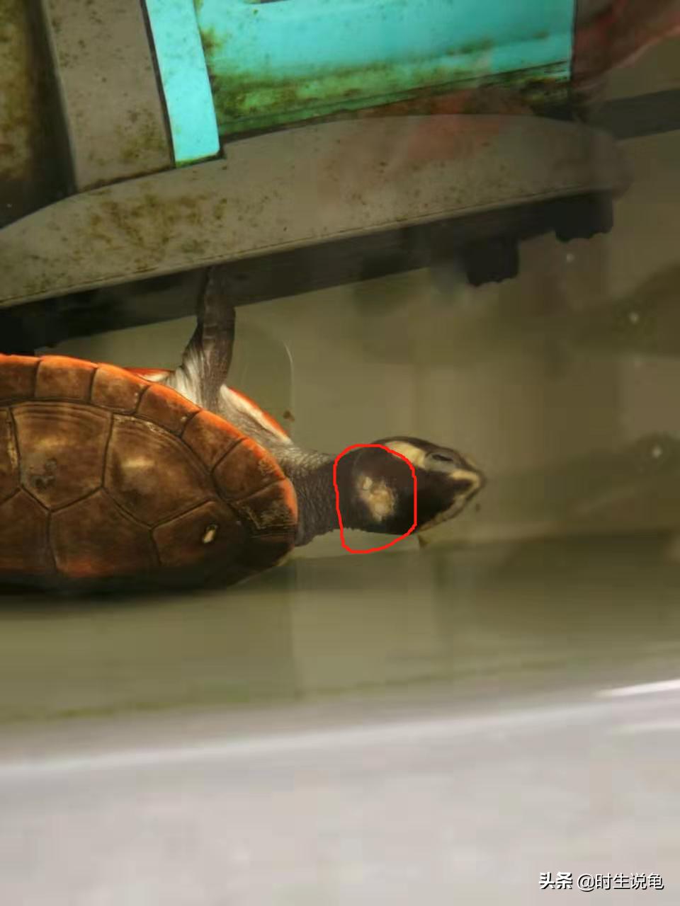 四种龟病的防治方法,养龟最容易得什么病