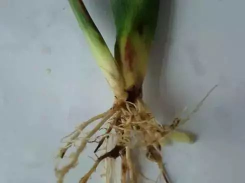 怎么预防玉米苗期病虫害,玉米苗期虫害防治方法