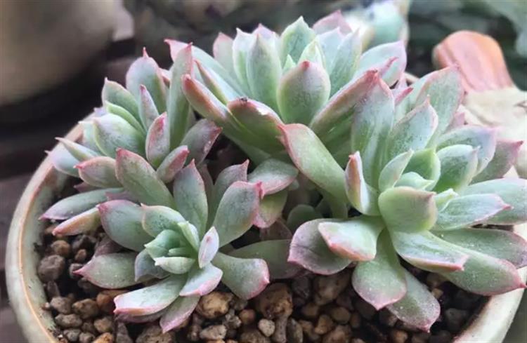 想要多肉长大要怎么做,多肉如何快速爆盆夏天