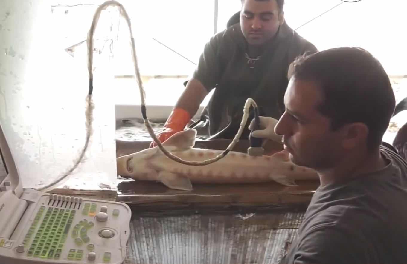 刘树明：绿水青山中的黑金——以色列鱼子酱