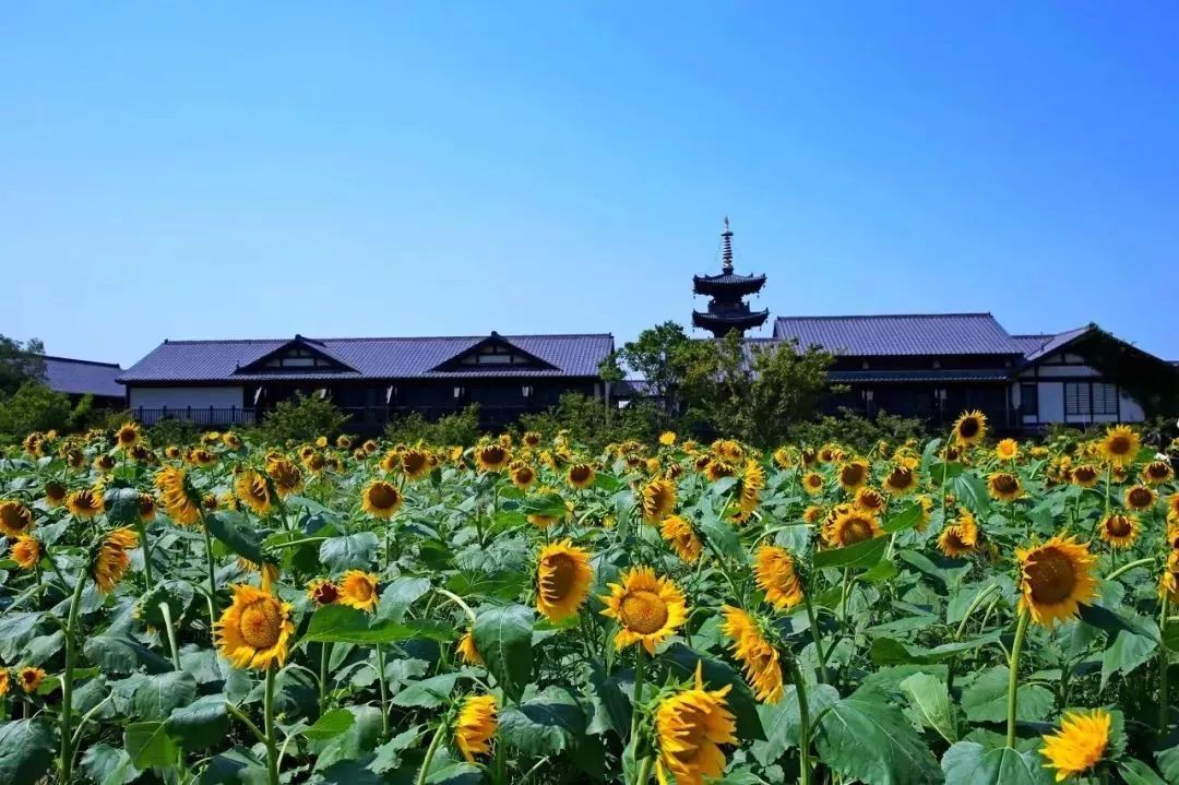三大赏樱胜地哪个地方樱花最多,国内赏樱花的最佳地点