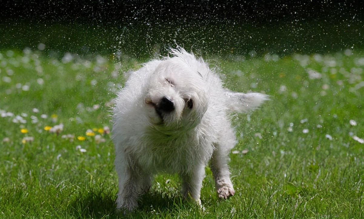 你应该知道的八种狗狗行为语言,能与狗狗交流的语言