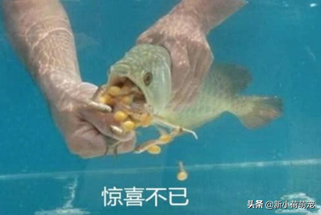 金龙鱼两天不吃食能下青霉素吗,金龙鱼不吃不喝能活多久