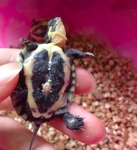 养龟技巧,养龟绝密配方大全