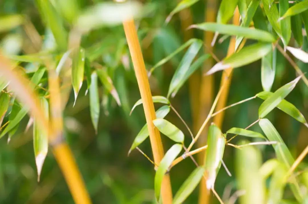 每逢节后胖三斤?是时候来宜兴竹海吸氧遛弯了!