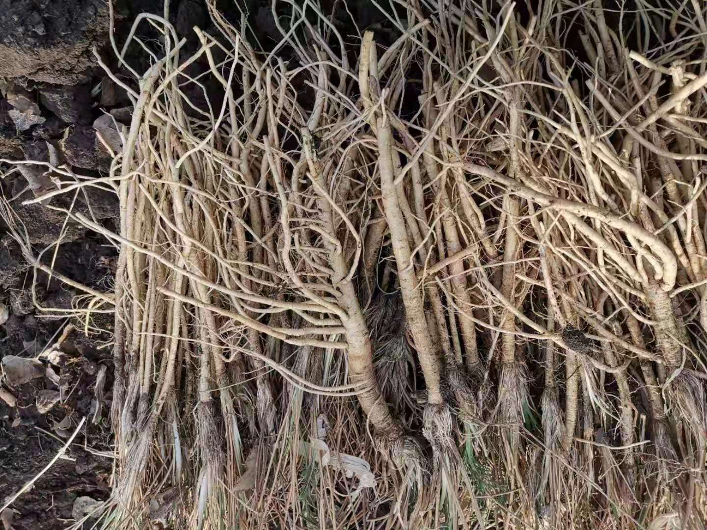 探秘道地药材觅灵芝,寻优质中药材