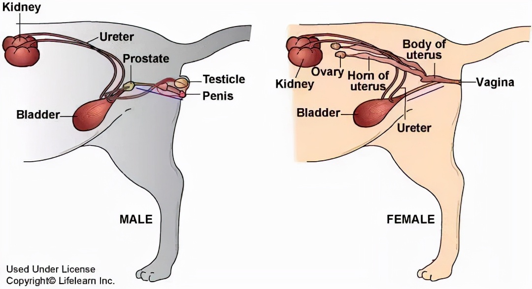 猫会不会憋屎憋死,猫会被尿憋死吗