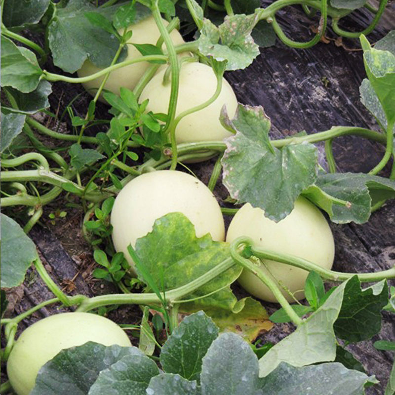 又香又甜的甜瓜熟了,薄皮甜瓜种植大全