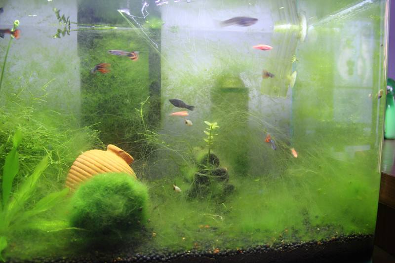 草缸长藻长螺怎么办,草缸绒毛藻去除方法