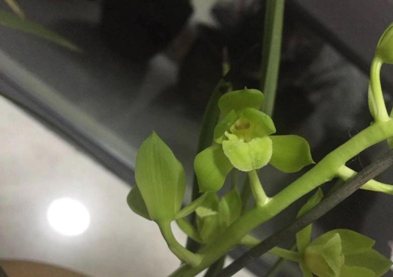 兰花国荷和王氏素荷哪个好,粉荷素兰花多少钱一苗