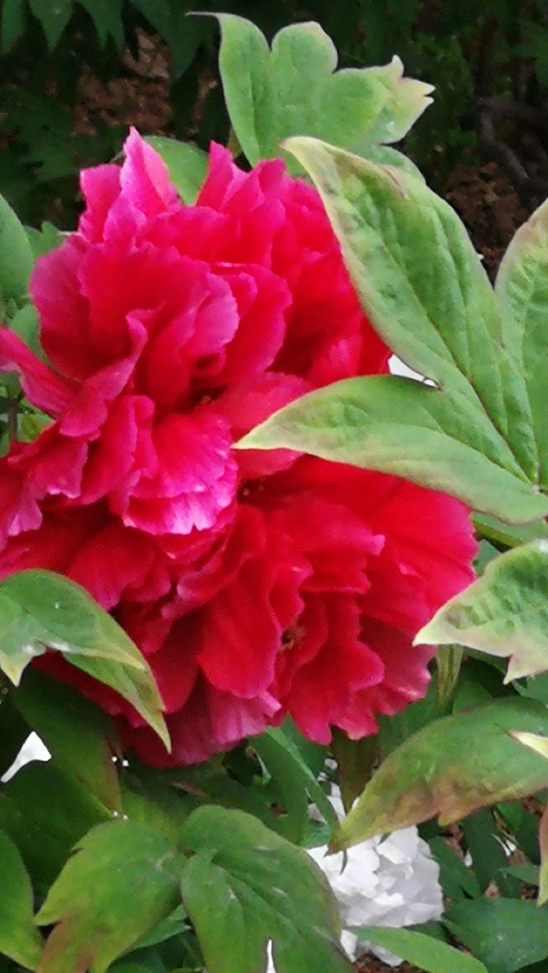 惩前毖后成语故事,成语典故小故事双管齐下