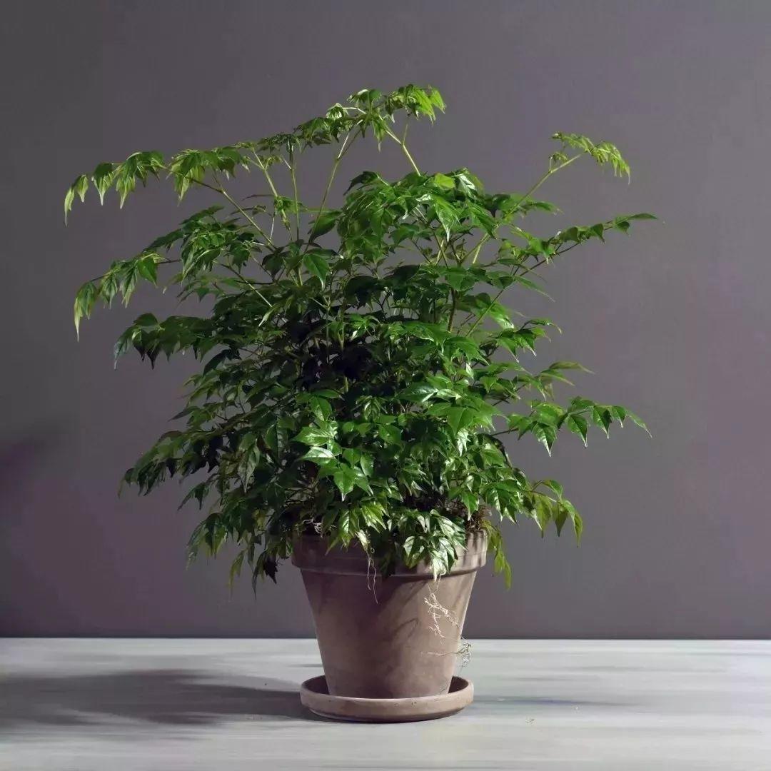 幸福树叶子发黄干枯落叶怎么补救,幸福树叶子发黄耷拉没精神怎么办