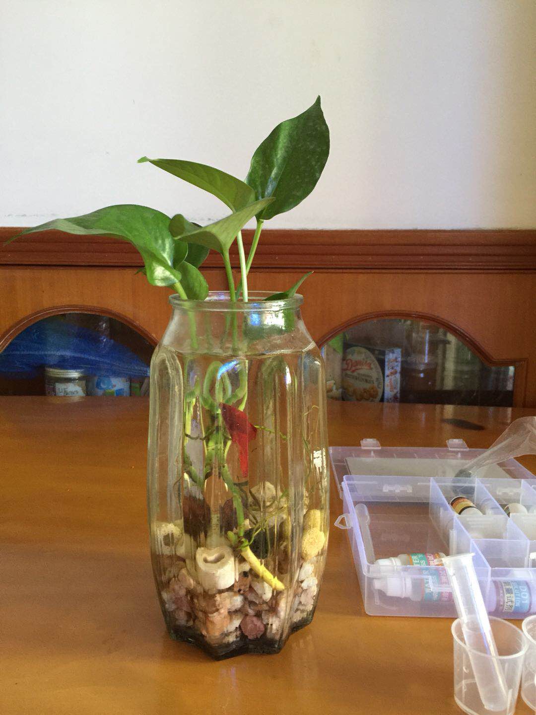 绿萝怎么给斗鱼造景,斗鱼与绿萝能一起养吗