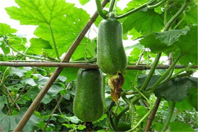 广东节瓜种植搭架技术,广东节瓜什么时候种植最好
