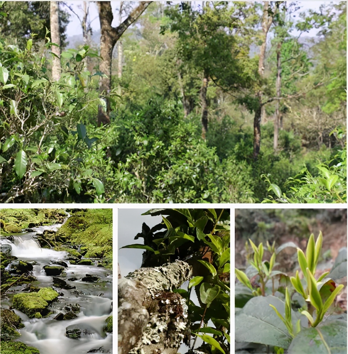 「测评」宜关凤仪天下普洱，茗山野韵，值得品鉴