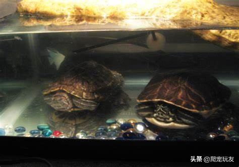 新买的龟老趴在水面不运动,地图龟冬眠不睡觉怎么回事