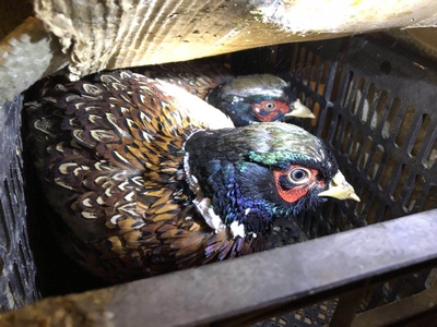 七彩山鸡冠长痘,鸡痘什么原因引起的