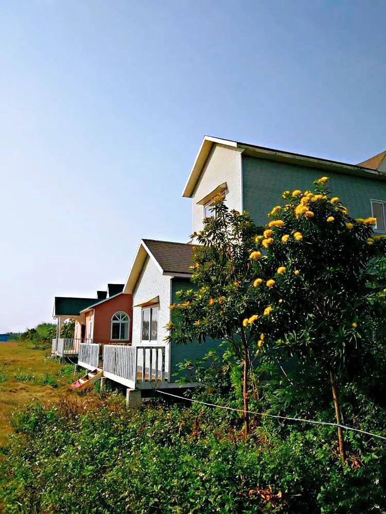 金黄熊猫,金黄色熊猫