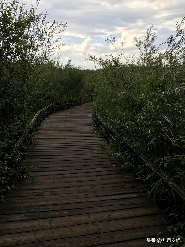 去达里湖看华子鱼洄游,达里诺尔湖华子鱼洄游在哪里