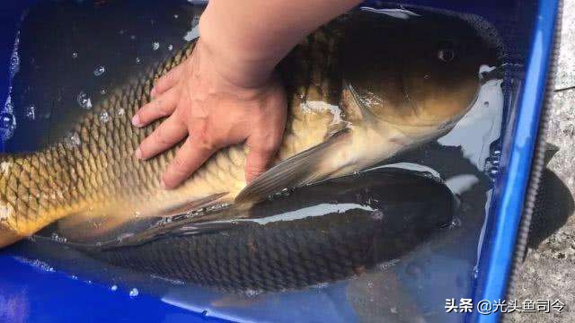 钓鱼小药爆护怎样使用效果好,钓鱼爆护有用吗