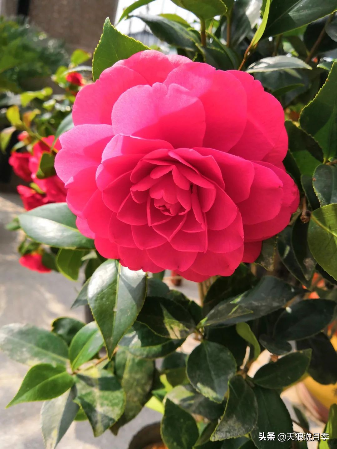 不用再羡慕别人家的院子,庭院养护全攻略