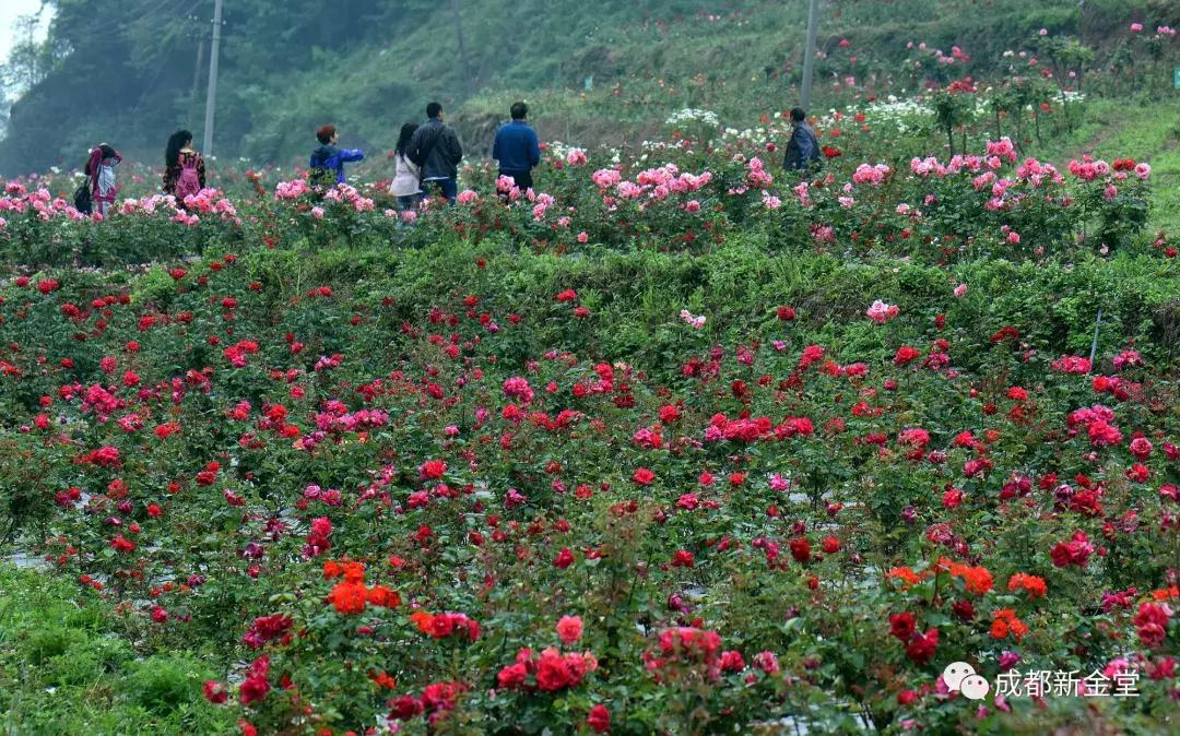 四川成都金堂旅游景点大全,金堂最火的打卡地