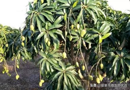 芒果细菌性黑斑病的防治,芒果黑心病防治措施