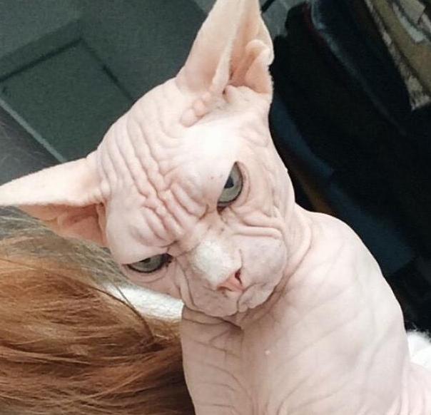 养一只无毛猫会怎么样,无毛猫是不是容易受伤