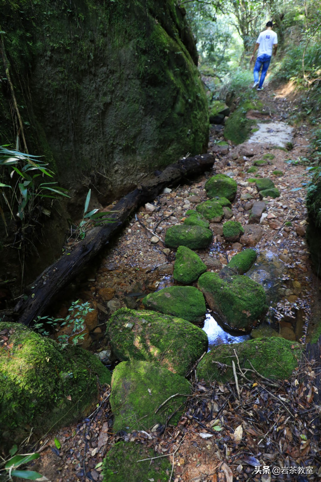 武夷山岩茶正岩山场详细介绍,岩茶玩家牛栏坑肉桂