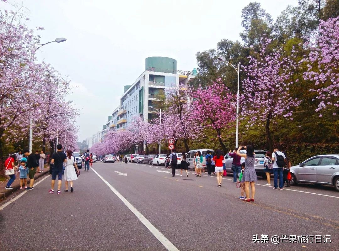 广州除了萝岗还有什么地方看梅花,广州萝岗还有梅花看吗