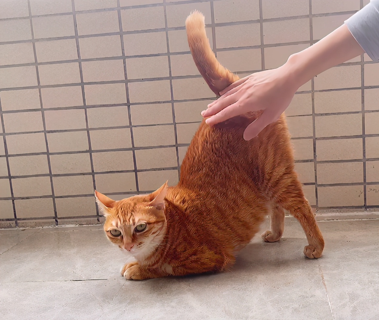 如何令猫咪翘屁股,猫咪撅屁屁动作