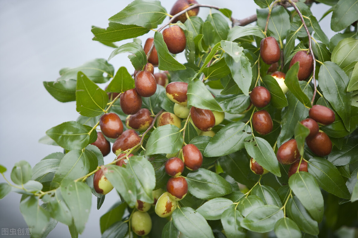 门前种五树是哪五树,院中栽五树是哪五树