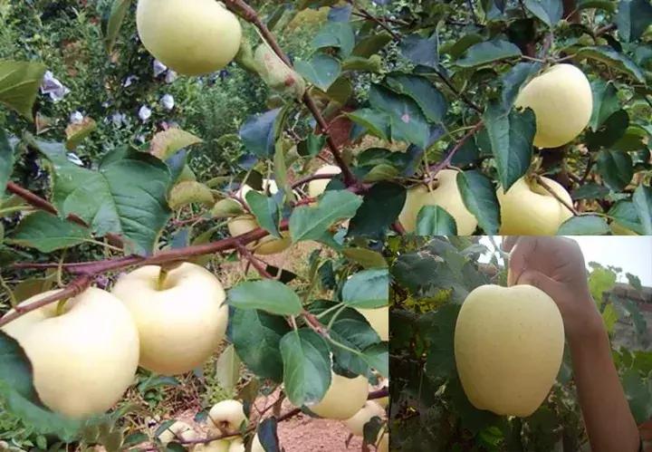 吃了这么多年的苹果竟然吃错了,好吃的苹果都有哪些品种