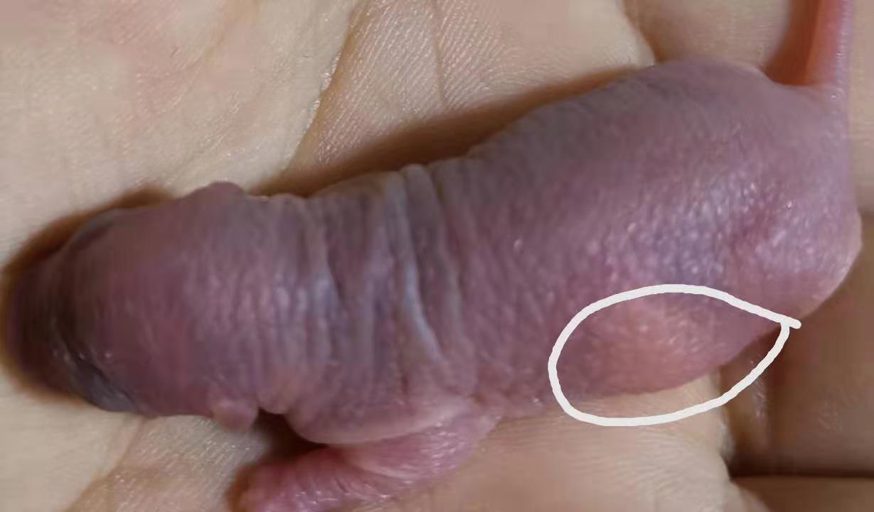 花枝鼠生宝宝后注意事项,两个月的花枝鼠怀孕了怎么办