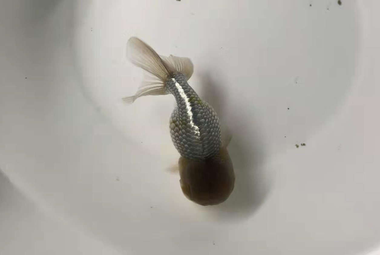 金鱼常见的几种疾病及治疗方法,金鱼生病升温多少度才能杀菌