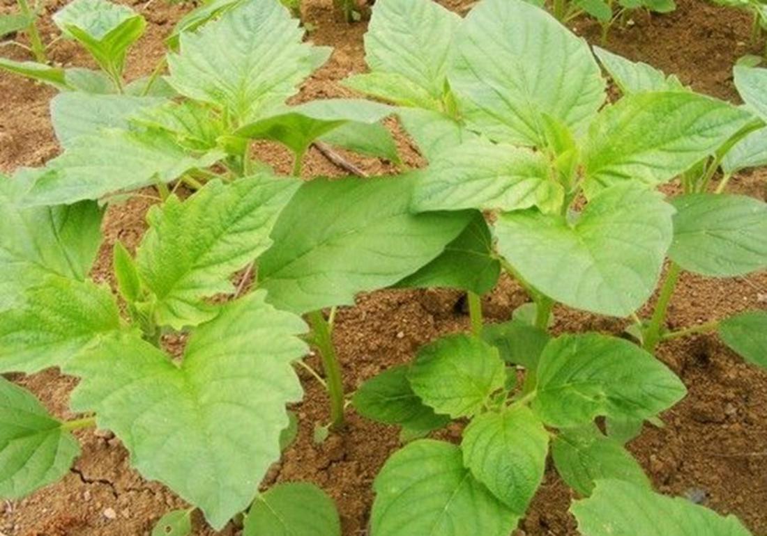 芝麻种植技术和收割方法,芝麻能重茬种植吗