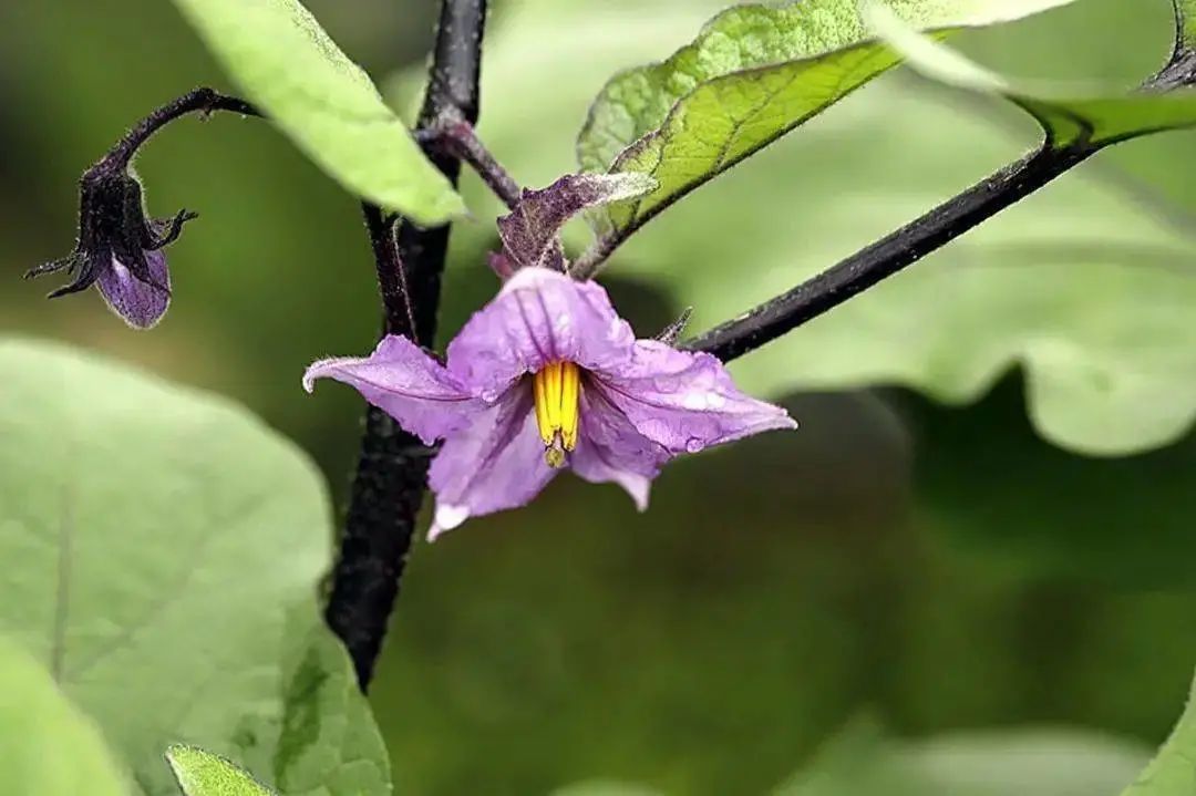 茄子最常见的病虫图片,茄子虫害最佳治疗方法