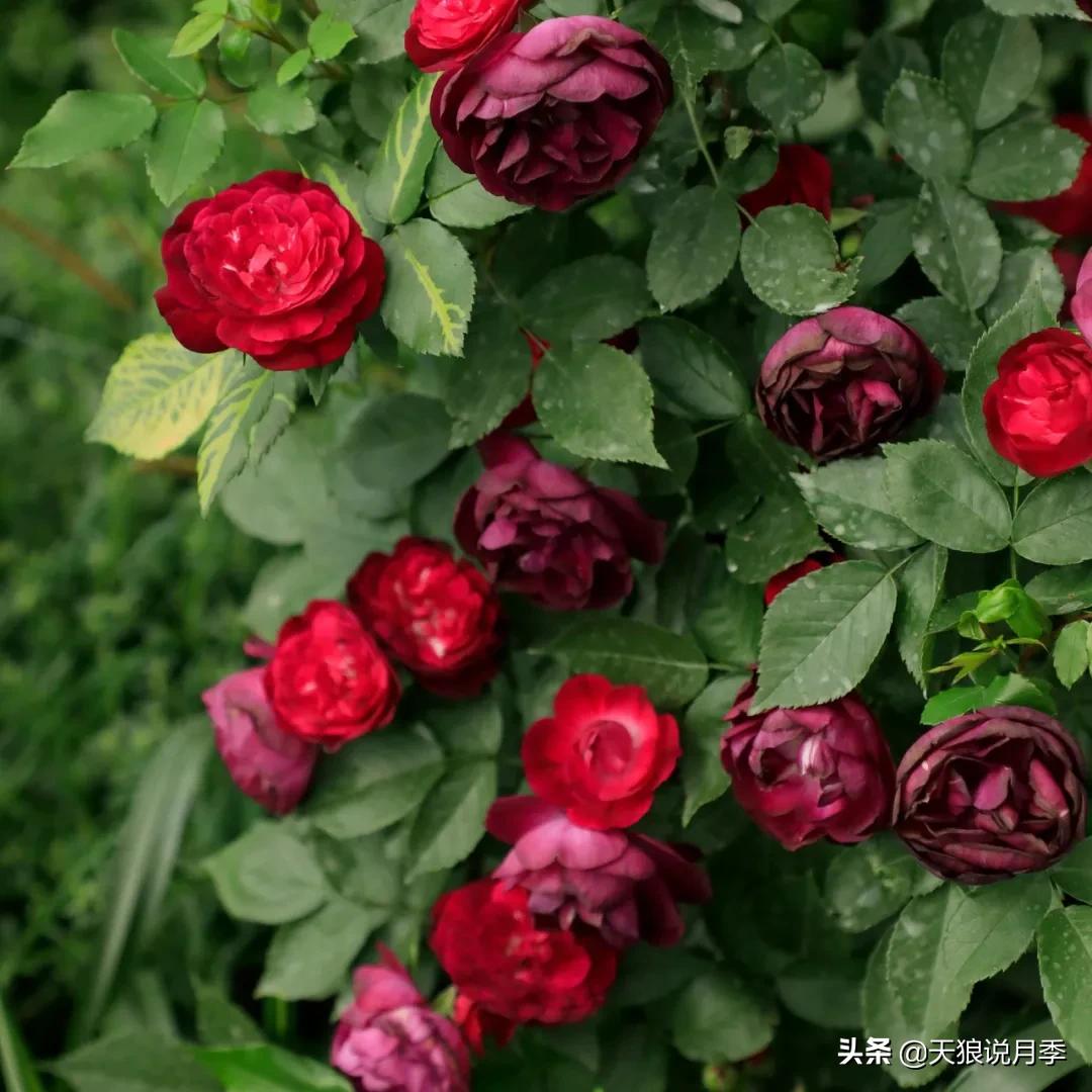 人家最美四月天，天狼自育终于打折了！15个品种供你宠信。